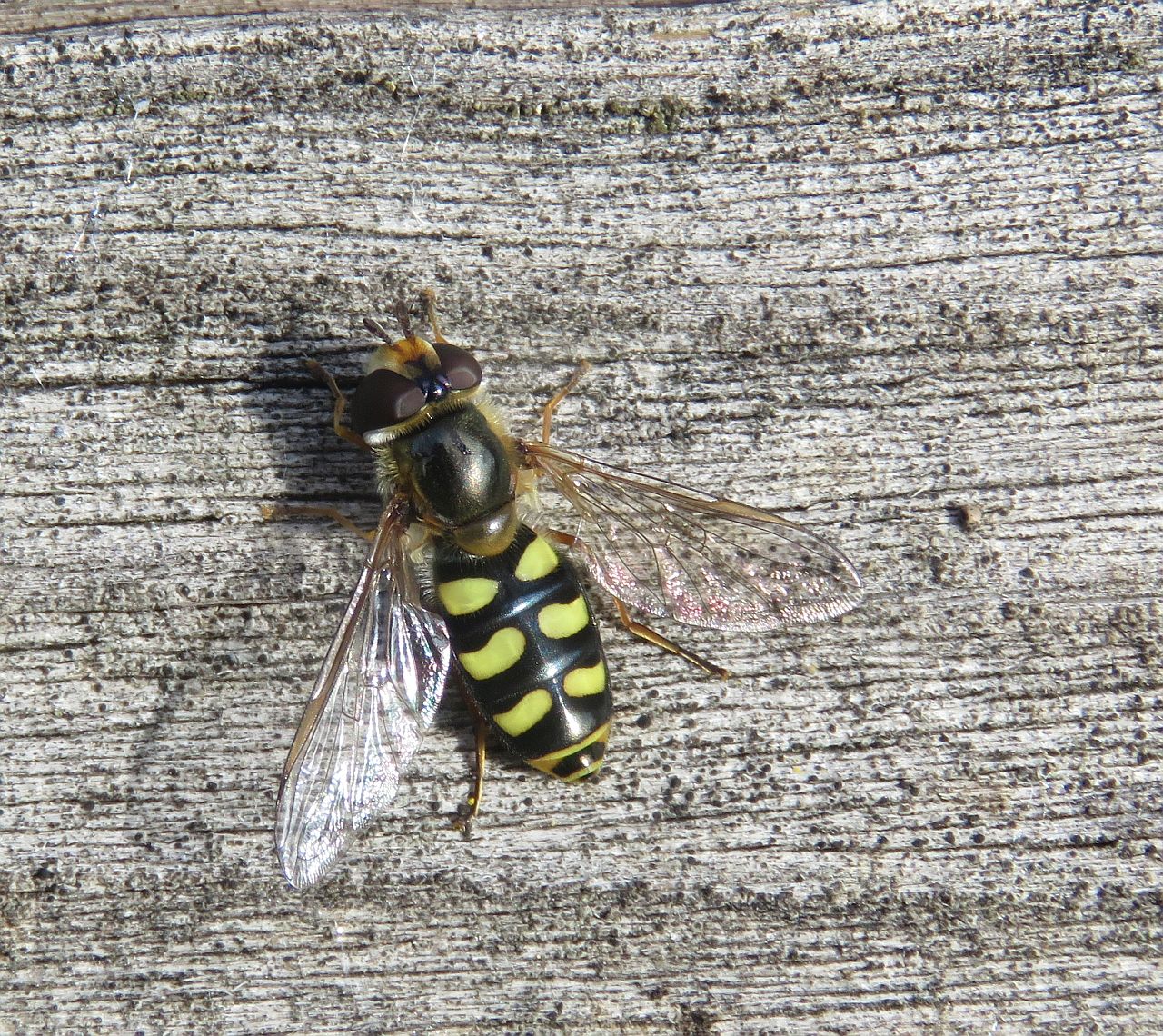   Migrant Hoverfly 